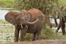 Large elephant herd photographed during a bespoke Tanzania photo safari in Tarangire National Park