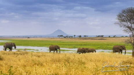 Large elephant herd photographed during a bespoke Tanzania photo safari in Tarangire National Park