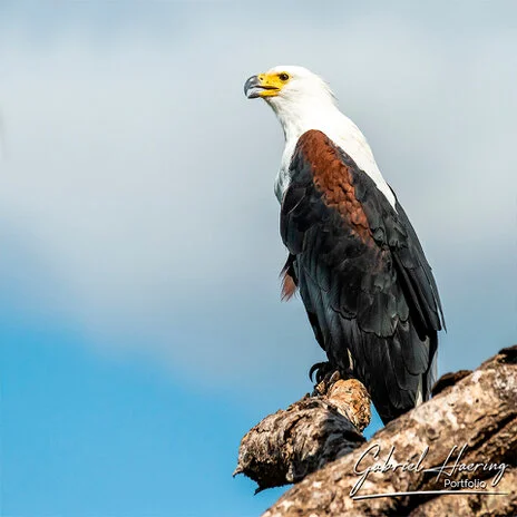 Fish eagle photography along the Tarangire River during a bespoke Tanzania photographic safari