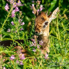 Kirk’s dik-dik in Tarangire National Park captured on a bespoke Tanzania photographic safari
