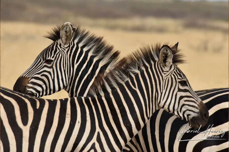 Zebras in Tarangire National Park during a bespoke Tanzania photo safari