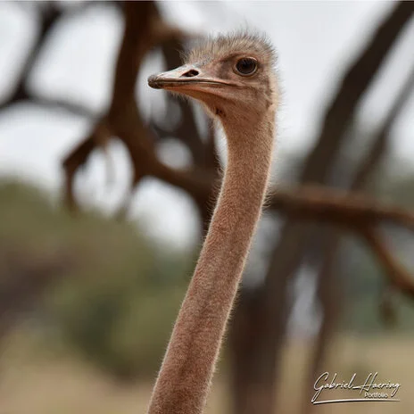 Ostrich photography along the Tarangire River during a bespoke Tanzania photographic safari