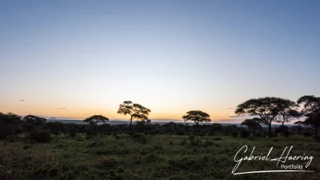 Sunrise is fascinating in Tarangire captured on a bespoke photographic safari in Tanzania