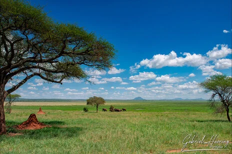 Seasonal swamp landscape in Tarangire National Park photographed on a Tanzania photo safari