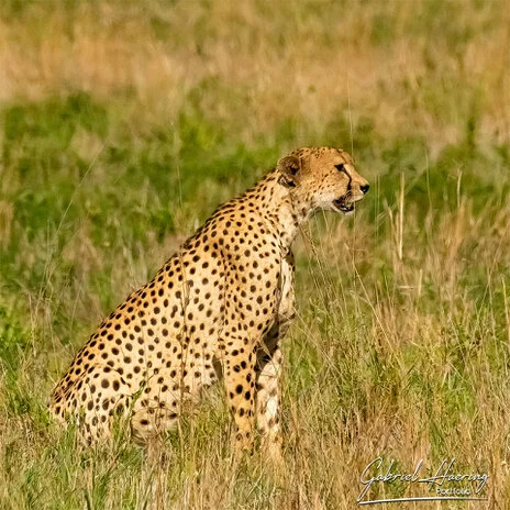 Cheetah sighting during a photographic safari in Tarangire’s open savannah.