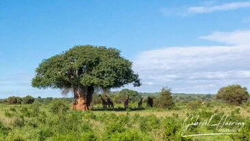Ancient baobab landscape in Tarangire captured on a bespoke photographic safari in Tanzania
