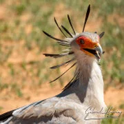Birding photography along the Tarangire River during a bespoke Tanzania photographic safari