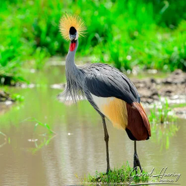 Bird watching in Tarangire National Park, Tanzania, photographed during a guided photographic safari.