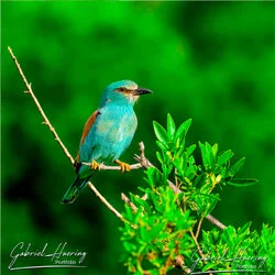Bird watching in Tarangire National Park, Tanzania, photographed during a guided photographic safari.