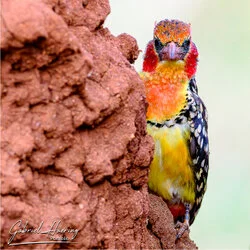 Bird watching in Tarangire National Park, Tanzania, photographed during a guided photographic safari.