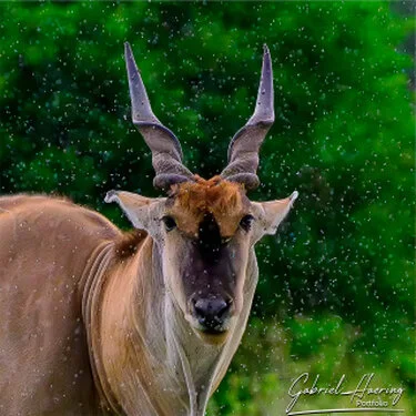 Eland in Tarangire National Park, Tanzania, photographed during a guided photographic safari.