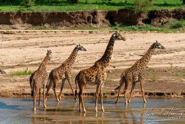 Giraffe  in Tarangire National Park, Tanzania, photographed during a guided photographic safari.