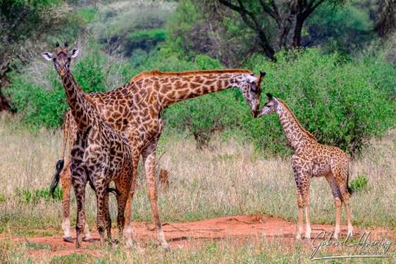 Giraffe  in Tarangire National Park, Tanzania, photographed during a guided photographic safari.