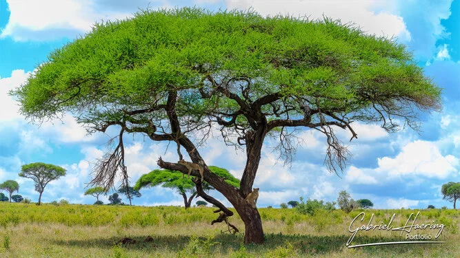 Lion in Tarangire National Park, Tanzania, photographed during a guided photographic safari.