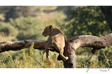 Lion in Ngorongoro Crater, Tanzania, photographed during a guided photographic safari.