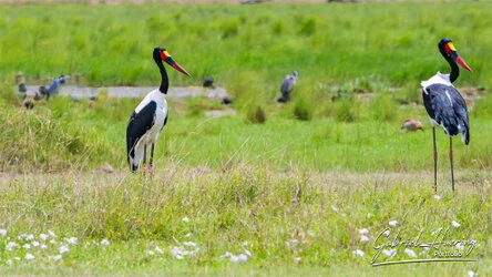 Saddle Billed Stork  - Ngorongoro Crater, Tanzania, photographed during a guided photographic safari.