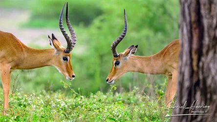Impala in Serengeti National Park, Tanzania, photographed during a guided photographic safari.