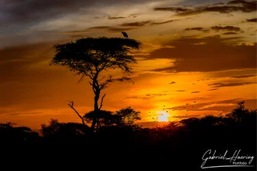 Sunrise in Serengeti National Park, Tanzania, photographed during a guided photographic safari.