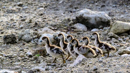 Egyptian goose cubs in Ngorongoro Conservation Area, Tanzania, photographed during a guided photographic safari.