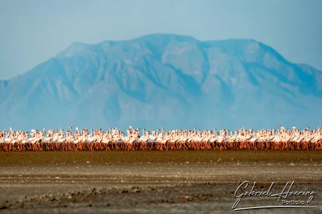 A unique photographic safari visiting Lake Natron and thousends of Flamingos and Oldonio Lengai volcano