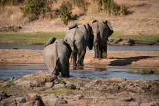 Elephant during Dry-season safari landscape in Ruaha National Park with golden tones, open plains and remote wilderness scenery