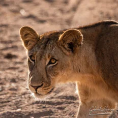 Lion during Dry-season safari landscape in Ruaha National Park with golden tones, open plains and remote wilderness scenery