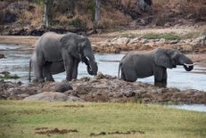 Elephant during Dry-season safari landscape in Ruaha National Park with golden tones, open plains and remote wilderness scenery