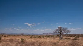 Wide panoramic view of Ruaha National Park showing remote wilderness, dry-season vegetation and open safari landscapes