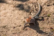 Wildlife during Dry-season in Ruaha National Park with golden tones, open plains and remote wilderness scenery