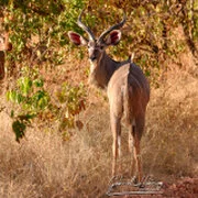 Wildlife during Dry-season in Ruaha National Park with golden tones, open plains and remote wilderness scenery