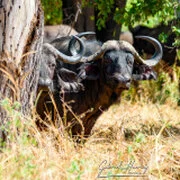 Wildlife during Dry-season in Ruaha National Park with golden tones, open plains and remote wilderness scenery