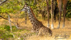 Giraffe in open bush landscape in Nyerere National Park in Tanzania