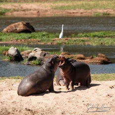 Hippo during Dry-season safari landscape in Ruaha National Park with golden tones, open plains and remote wilderness scenery