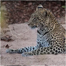 Leopard during Dry-season safari landscape in Ruaha National Park with golden tones, open plains and remote wilderness scenery