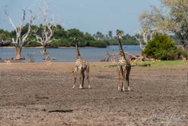 Giraffe in open bush landscape in Nyerere National Park in Tanzania