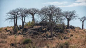 Wide panoramic view of Ruaha National Park showing remote wilderness, dry-season vegetation and open safari landscapes