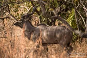 Dry-season safari landscape in Ruaha National Park with golden tones, open plains and remote wilderness scenery