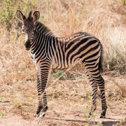 Dry-season safari landscape in Ruaha National Park with golden tones, open plains and remote wilderness scenery