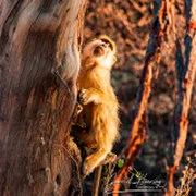 Dry-season safari landscape in Ruaha National Park with golden tones, open plains and remote wilderness scenery