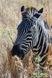 Dry-season safari landscape in Ruaha National Park with golden tones, open plains and remote wilderness scenery