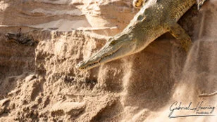 Crocodile can be observed in Nyerere National Park during a private photographic safari