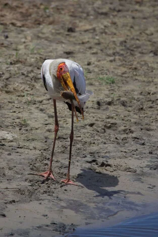 Beautiful lanscape can be observed in Katavi National Park during a private photographic safari