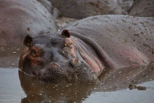 Beautiful lanscape can be observed in Katavi National Park during a private photographic safari