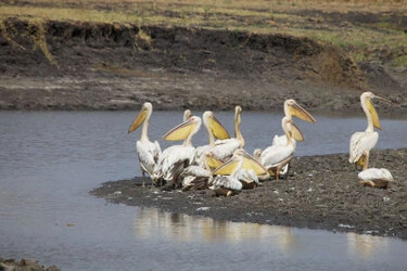 Pelicans gathered by the water in Katavi National Park
