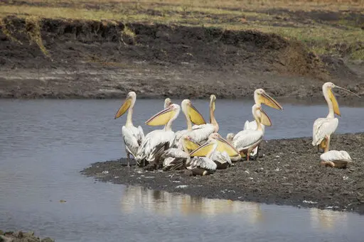 Pelicans gathered by the water in Katavi National Park