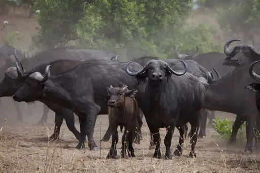 Buffalo herd in Katavi National Park during a photographic safari