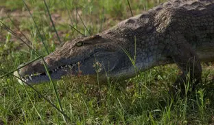 Nile crocodile resting in the grass in Katavi National Park
