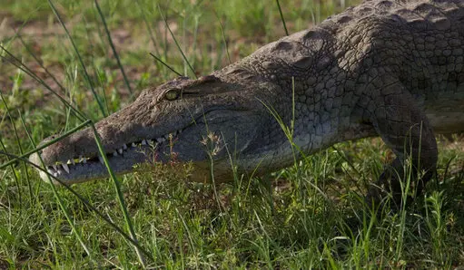 Nile crocodile resting in the grass in Katavi National Park