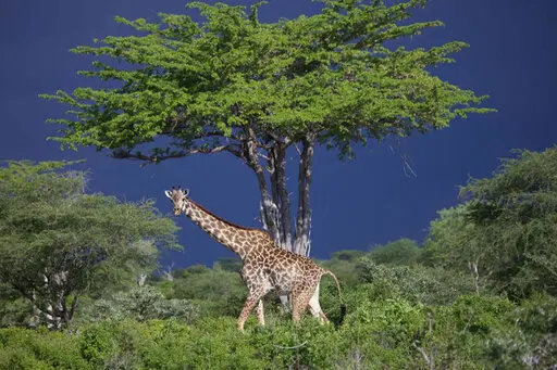Giraffe under acacia trees in Katavi National Park, Tanzania