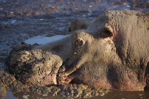 Hippopotamus in Katavi National Park during a Tanzania wildlife safari